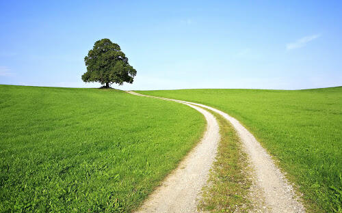 Pathway in a field leading to a tree
